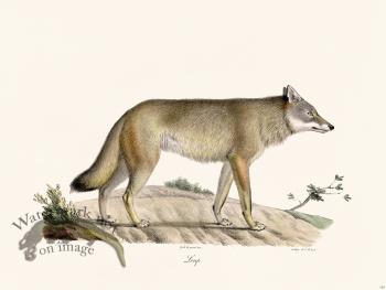 Cuvier 163 Wolf